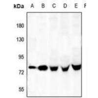 OLFML2A Antibody