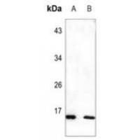 RPL22 Antibody