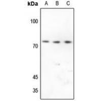 CD92 Antibody