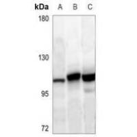 SOX6 Antibody