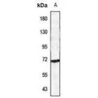 Ubiquilin 3 Antibody