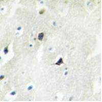 Cadherin 7 Antibody