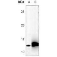 C17 Antibody