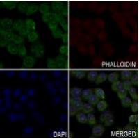 MRPL35 Antibody