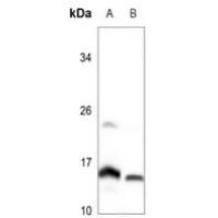 MRPL51 Antibody