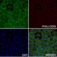 MRPL51 Antibody