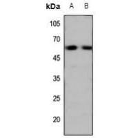 5-HT7 Antibody