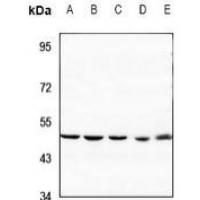 SAP49 Antibody