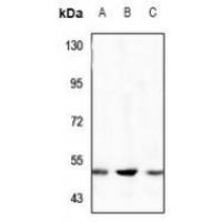 SNAT2 Antibody