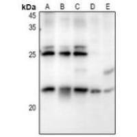 RB3 Antibody