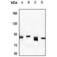 Rabenosyn 5 Antibody