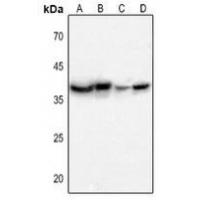 CD296 Antibody