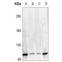 ATP1A2 Antibody