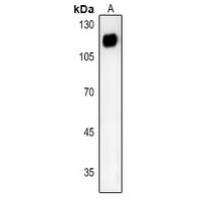 CD26 Antibody