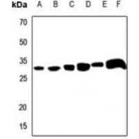 Apolipoprotein O-Like Antibody