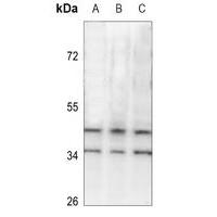 SRSF5 Antibody