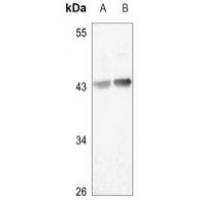 HAPLN4 Antibody