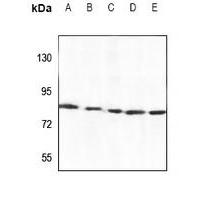 TBX2/3 Antibody