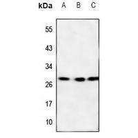 Claudin 17 Antibody