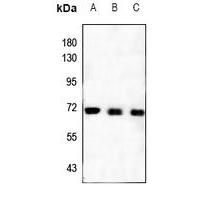 ZNF307 Antibody