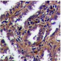 GPR169 Antibody