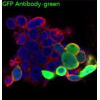 GFP  (FL) Antibody