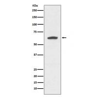 Cytokeratin 9 Rabbit mAb