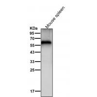 Cytokeratin 9 Rabbit mAb