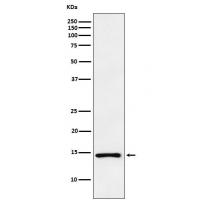 ANP Rabbit mAb