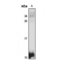 APOA2 Antibody