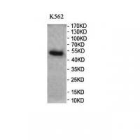 LUC7L3 Antibody