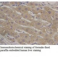 LUC7L3 Antibody