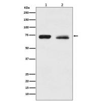 NF2 Rabbit mAb