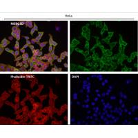 Tissue Factor Rabbit mAb