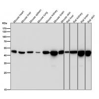 Tissue Factor Rabbit mAb