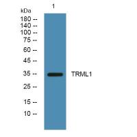 TRML1 Polyclonal Antibody