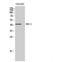 EDG-1 Polyclonal Antibody