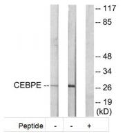 CEBPE Antibody