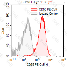 PE-Cy5 anti-human CD55