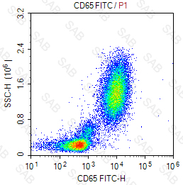 FITC anti-human CD65