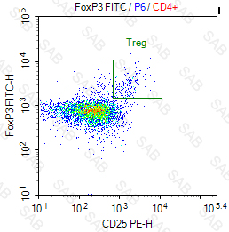 FITC anti-human FOXP3