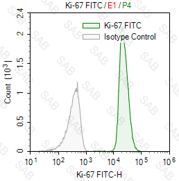 FITC anti-human Ki-67