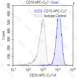 APC-Cy7 anti-human CD10