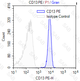 PE anti-human CD13