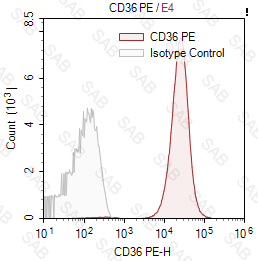 PE anti-human CD36