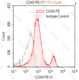 PE anti-human CD40