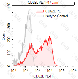 PE anti-human CD62L