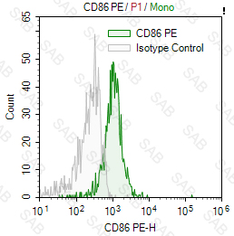 PE anti-human CD86