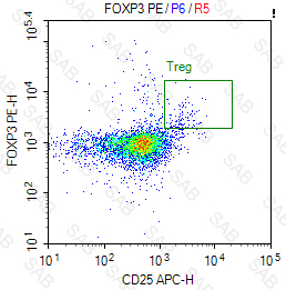 PE anti-human FOXP3