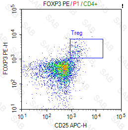 PE anti-human FOXP3